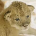 Les adorables lionceaux de San Diego façon Simba et Nala