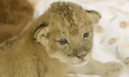 Les adorables lionceaux de San Diego façon Simba et Nala