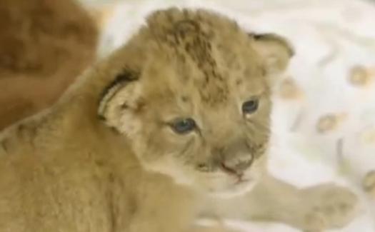 Les adorables lionceaux de San Diego façon Simba et Nala