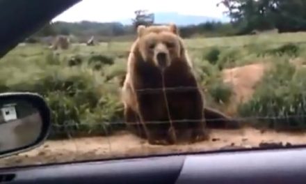 L’ours le plus poli du monde !