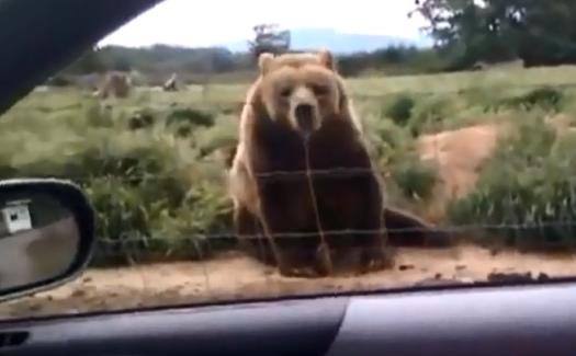 L’ours le plus poli du monde !