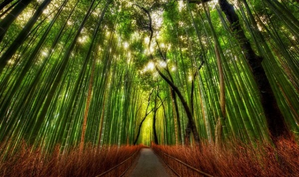 Sagano_Bamboo_forest