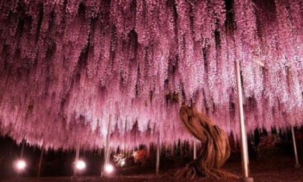 Des arbres uniques au monde !