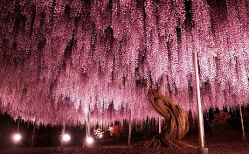 Des arbres uniques au monde !