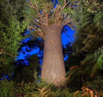 tane Mahuta